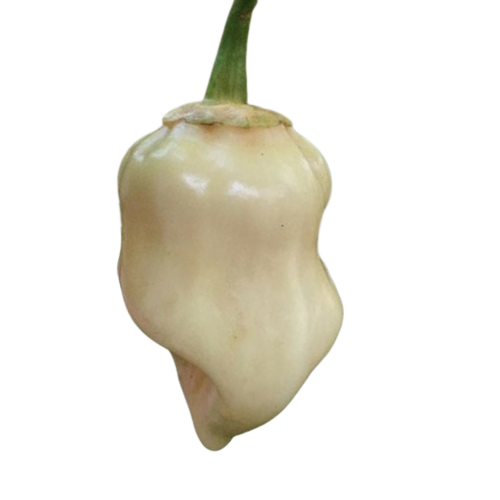 7 Pot White Pepper Seeds