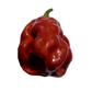 7 Pot Burgundy Pepper Seeds