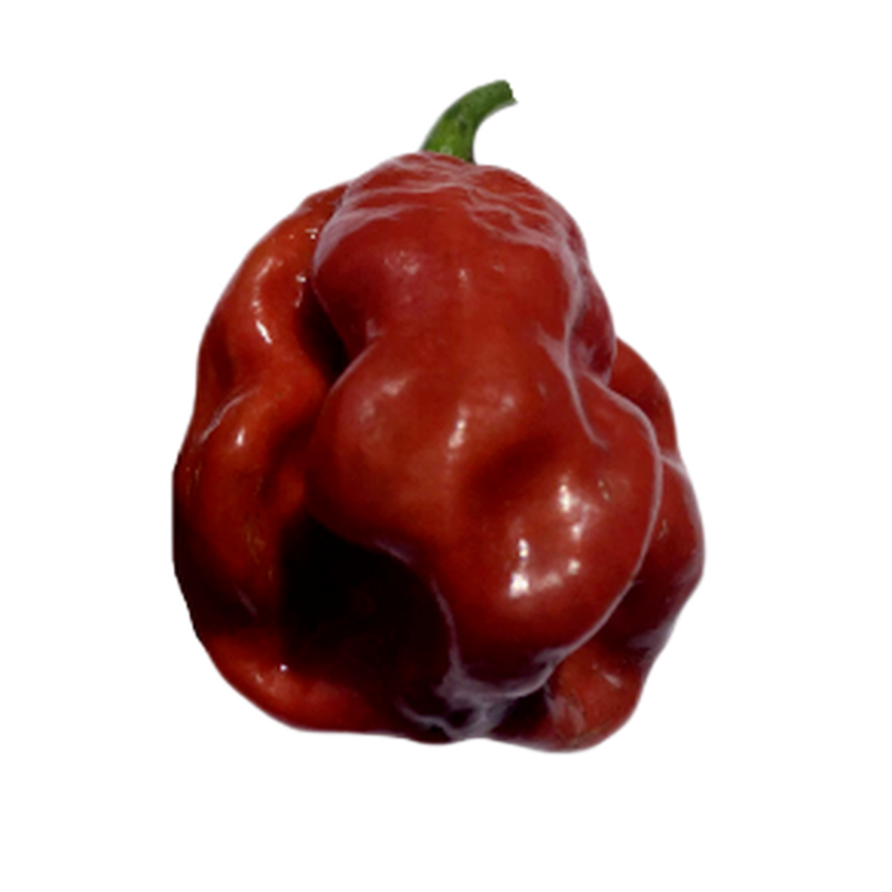 7 Pot Burgundy Pepper Seeds