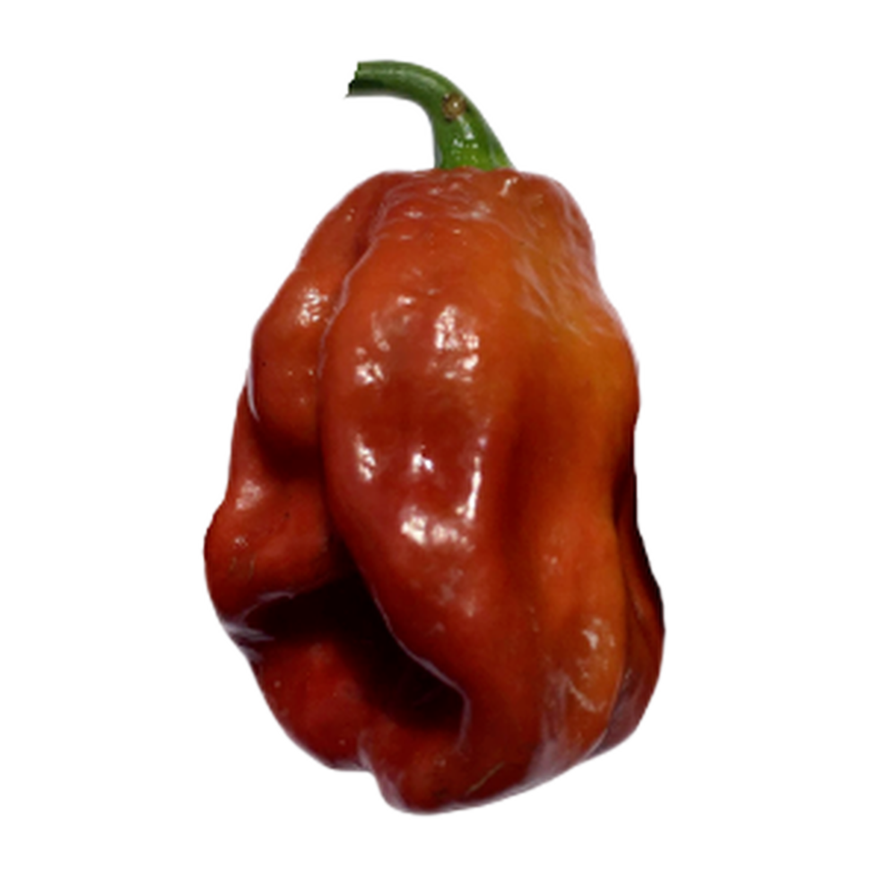 7 Pot Burgundy Pepper Seeds