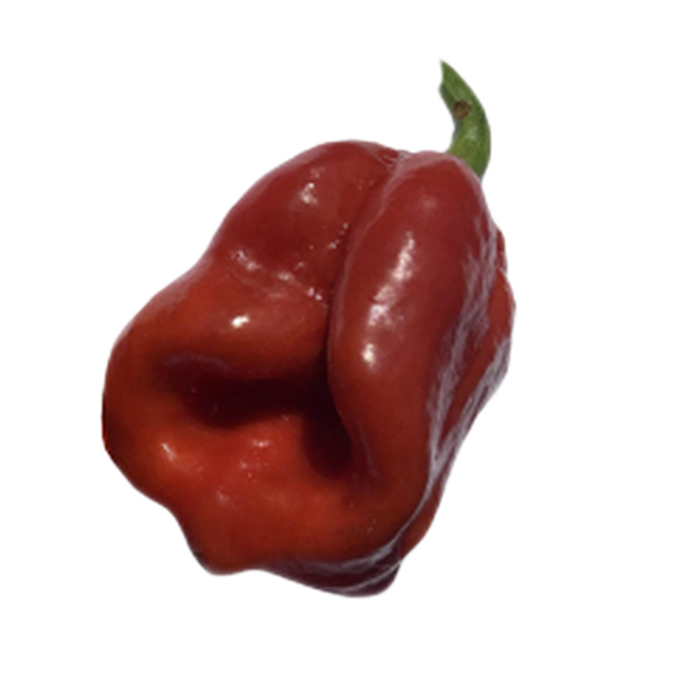 7 Pot Burgundy Pepper Seeds