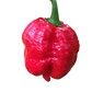 7 Pot Jonah Pepper Seeds