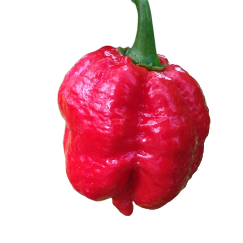 7 Pot Jonah Pepper Seeds