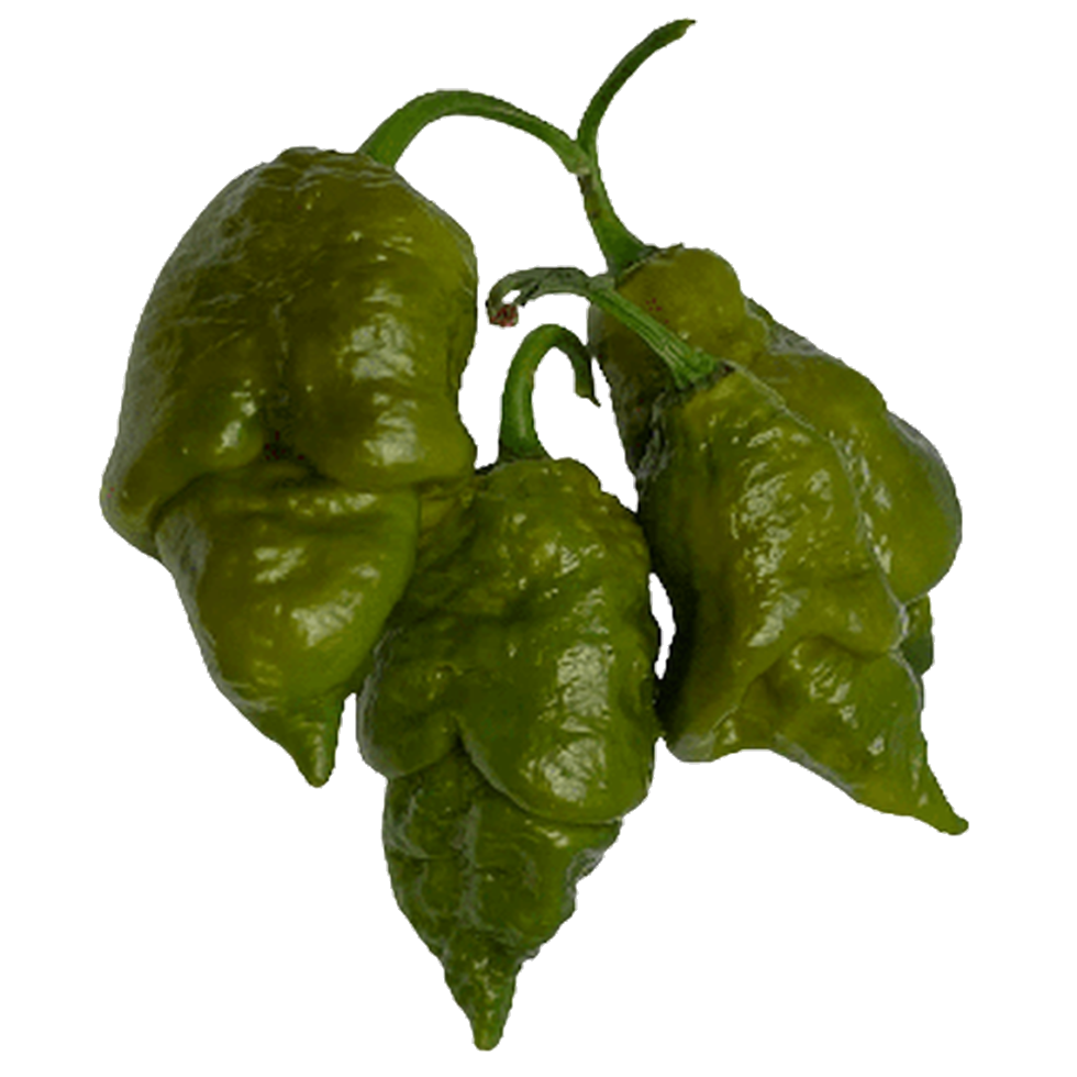 Gator Jigsaw Pepper Seeds